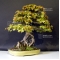 acer buergerianum bonsai ref: 15040154