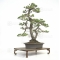 Pinus pentaphylla du Japon ref :10070171