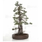 Pinus pentaphylla du Japon ref : 03070171