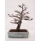 VENDU acer palmatum shishigashira ref: 17110171