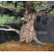 Vendu Pinus pentaphylla du Japon ref : 19110174