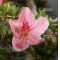VENDU rhododendron juko ref 15060182