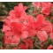 rhododendron kin no hana 22060184 PROMOTION