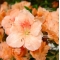 rhododendron waka ebisu 25060182 PROMOTION