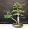 Pinus pentaphylla du Japon ref :06070182