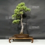 pinus-pentaphylla-25070182