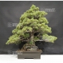 pinus-pentaphylla-25070184