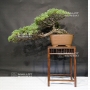 pinus-pentaphylla-29080181