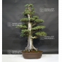 juniperus-rigida-ref-12090181