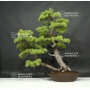 pinus-pentaphylla-13080182