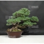 pinus-pentaphylla-du-japon-ref-11090182