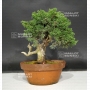juniperus-chinensis-var-itoigawa-ref-07090187