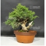 juniperus-chinensis-var-itoigawa-ref-07090188