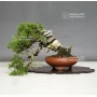 juniperus-chinensis-itoigawa-ref-12100184