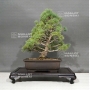 pinus-pentaphylla-ref-22101082