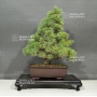 pinus-pentaphylla-ref-22101083