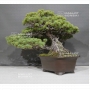 pinus-pentaphylla-ref-22101085