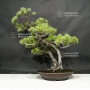 pinus-pentaphylla-ref-28090181