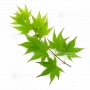 acer-amoenum-seeds-satsuki-beni