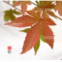 acer-palmatum-seeds-hondo-ji