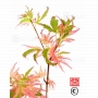 graines-d-acer-palmatum-okukuji-nishiki