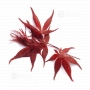 acer-amoenum-bloodgood-seeds