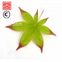 graines-d-acer-amoenum-shigarami