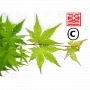 acer-matsumurae-seeds-meoto