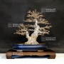 acer-buergerianum-ref-13040191