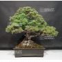 pinus-pentaphylla-ref-11090171
