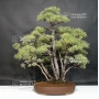Pinus pentaphylla du Japon ref :19070172