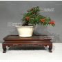 pyracantha-angustifolia-ref-13110187