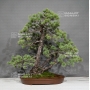 pinus-pentaphylla-ref-29100182