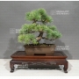 pinus-pentaphylla-ref-29100186