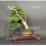 juniperus-chinensis-ref-29050195