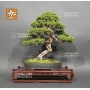 juniperus-chinensis-itoigawa-ref-29050196