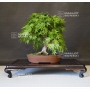 acer-palmatum-ref-12040194