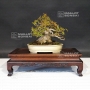 acer-buergerianum-ref-12040195