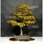 acer-palmatum-ref-25040193