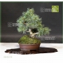 pinus-pentaphylla-ref-19040195