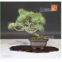 pinus-pentaphylla-ref-19040196
