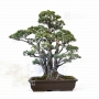 pinus-pentaphylla-26090181