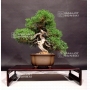 juniperus-chinensis-itoigawa-ref-7070191