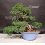 juniperus-chinensis-ref-7070192
