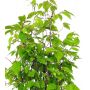 carpinus japonica 1 plante pot 1 litre