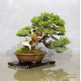 juniperus-chinensis-itoigawa-ref-18050184