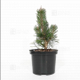 Pinus thunbergii "kotobuki" 20-25 cm