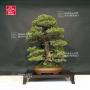 Pinus pentaphylla variété kokonoe 18120192