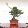 juniperus-chinensis-itoigawa-05050207