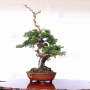 juniperus-chinensis-itoigawa-05050208